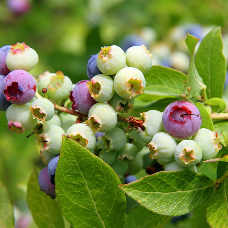 6 Ways To Save Unripe Blueberries:(Green Berries)