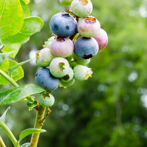 Blueberry bush showing the different ripening stages of the berries.