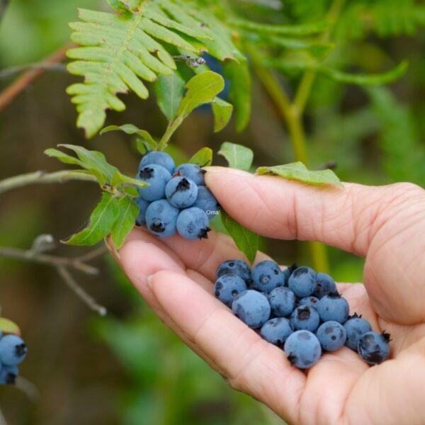 Picking a handful of ripe blueberries from a Minnesota blueberry bush.