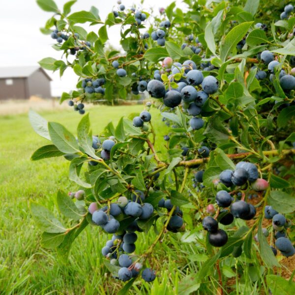 Blue crop variety of blueberry bush in a field in Minnesota.