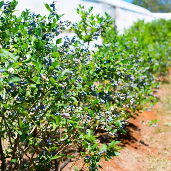 Northland blueberry bushes next to the greenhouse at HeathGlen