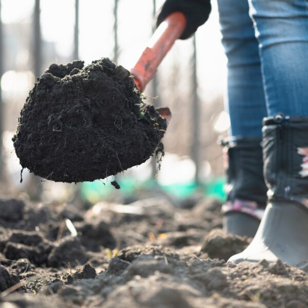Shovelful of healthy black soil for planting blueberry plants.