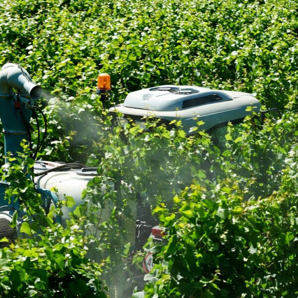 Pesticides being sprayed into a cultivated blueberry field.