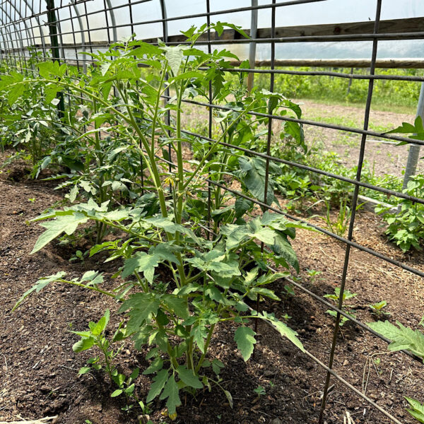 Brandywine tomato plant growing up next to hog wire fencing.