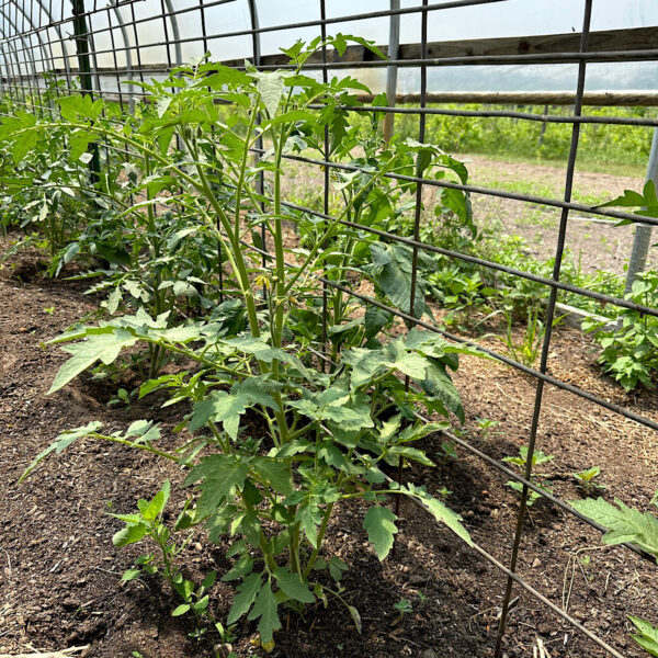 Training tomatoes on a string trellis