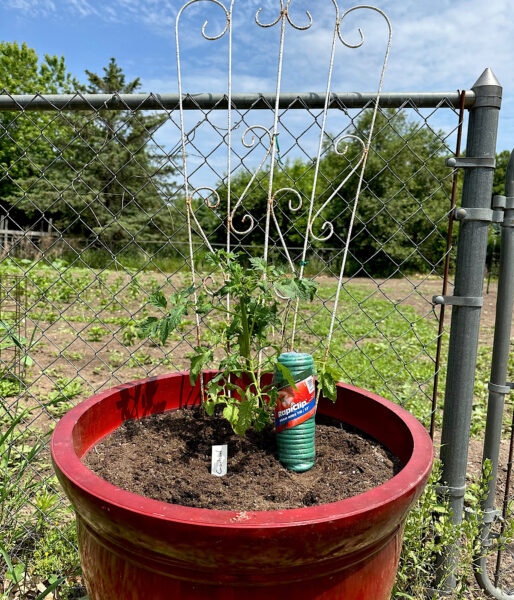 young tomato plant in pot with white wire trellis behind it