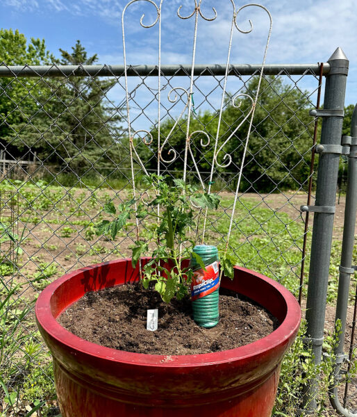 How to Build a String Trellis for Tomatoes and Cucumbers