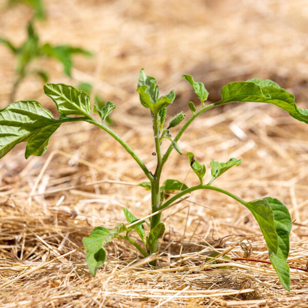 Young tomato plant growing in straw mulch