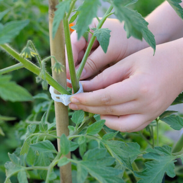 Staking a stem of a tomato plant with a plastic tie.