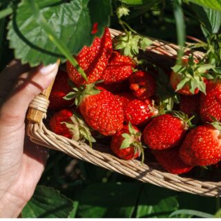 Basket of fresh strawberries held in a hand.