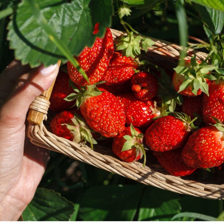 How To Grow the Sweetest Strawberries