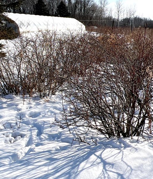 blueberry bushes in Zone 4 in Winter in snow.