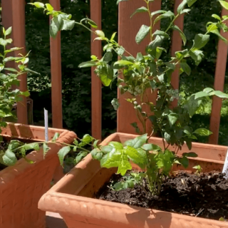 2-year old blueberry plants in pots growing on deck.