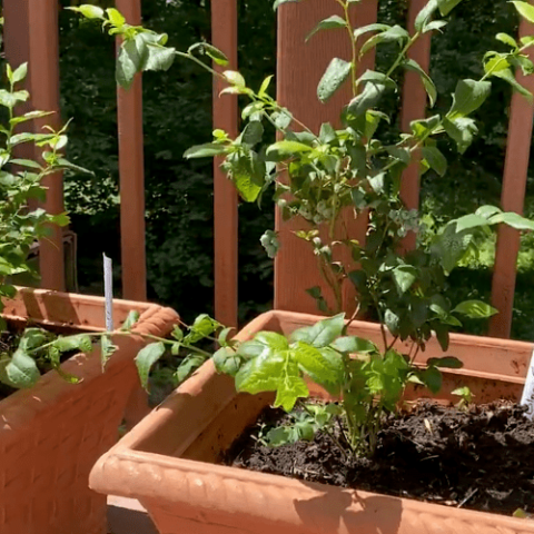 Grow Blueberries in Pots for your Deck, Patio or Balcony