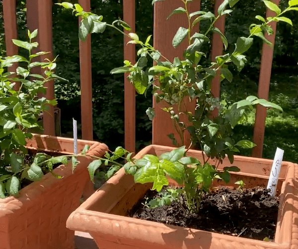 2-year old blueberry plants in pots growing on deck.