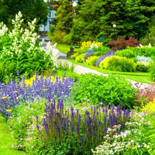 Blueberry Companion Plants Best and Worst Farm to Jar