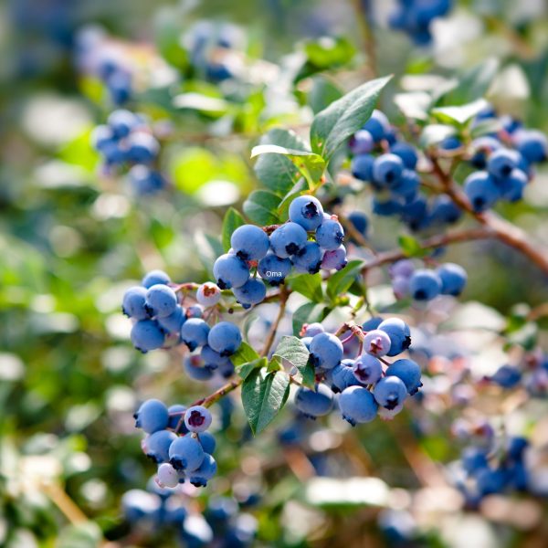 Northland blueberry plant covered with ripe blueberries