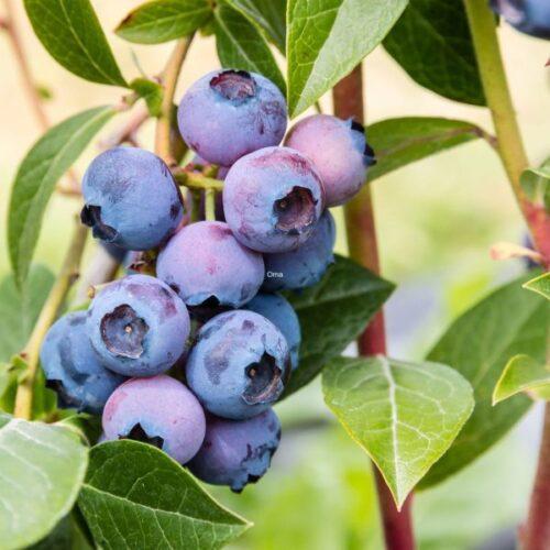 Blueberry Stage Ripe When to Pick Blueberries and How to Protect them from Birds - Farm to Jar