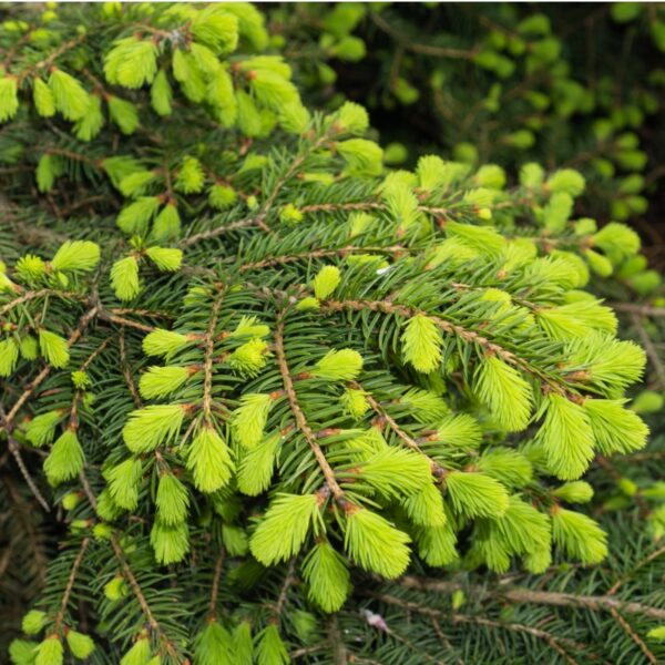 Spruce tree branch covered with new spruce tips.