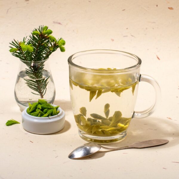 Cup of spruce tip tea with spruce tip branch in background.