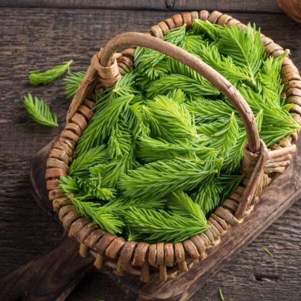 Basket of freshly harvested spruce tips.