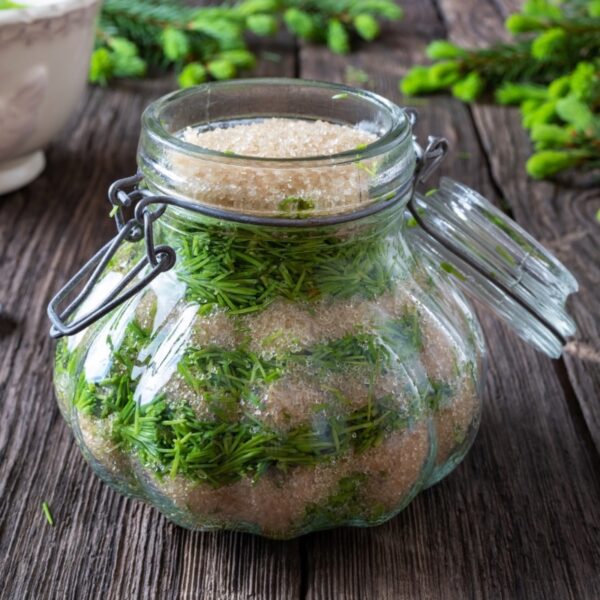 Jar with layers of sugar and spruce tips for infusing spruce flavor.