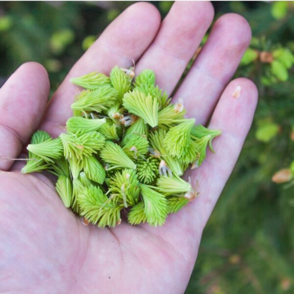 Handful of newly harvested spruce tips.