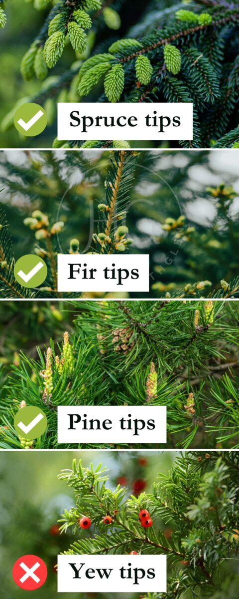 Infographic showing different conifer tips and whether they are edible or not.