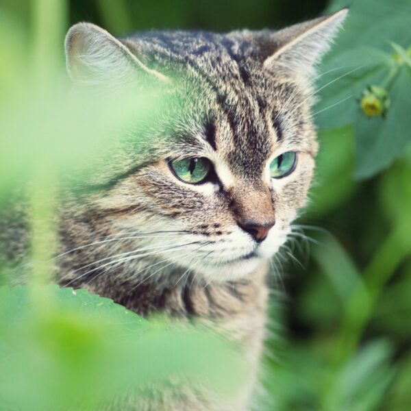 Cat looking frustrated by being prevented from the garden.