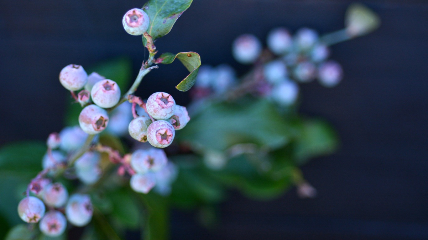 Cook, Preserve & Grow Healthy Food - Farm to Jar