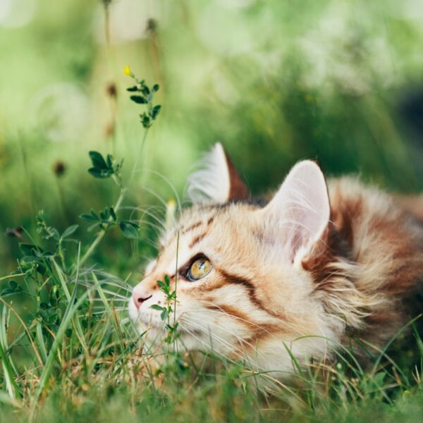 Cat in garden waiting to pounce.