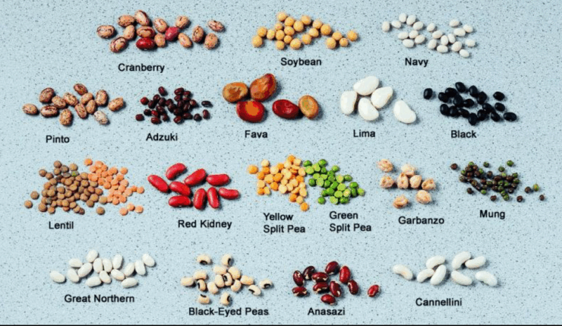 Infographic for different types of legumes.