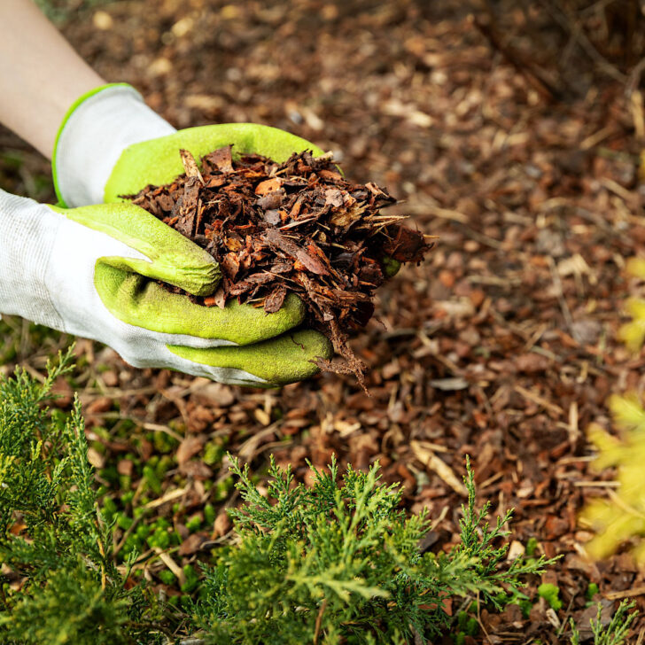 Guide to Using Mulch for your Vegetable Garden