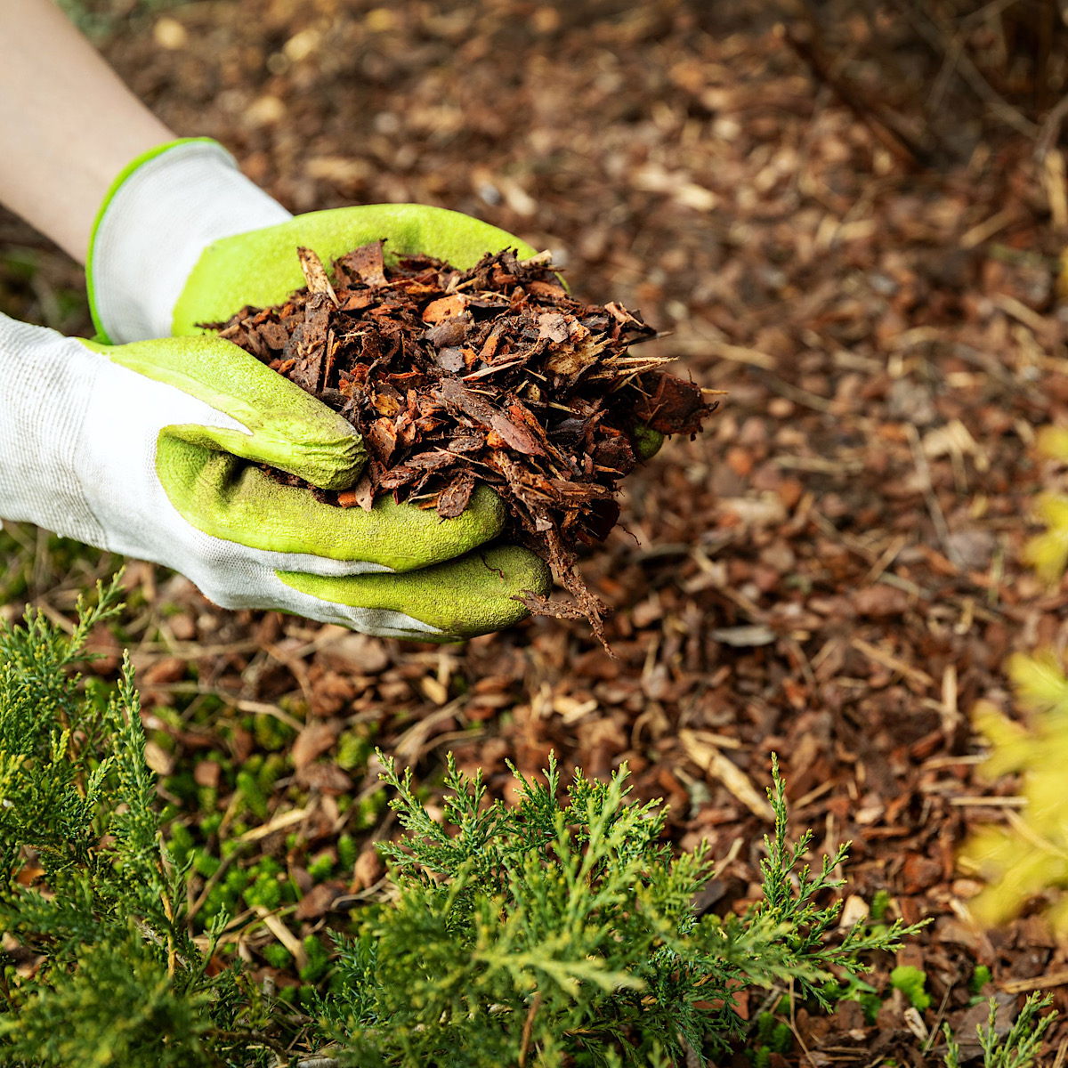 Bark chip mulch held in hands with gardening gloves.