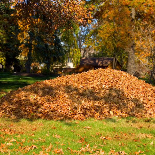 Large pile of Fall leaves to be used for mulching the garden.