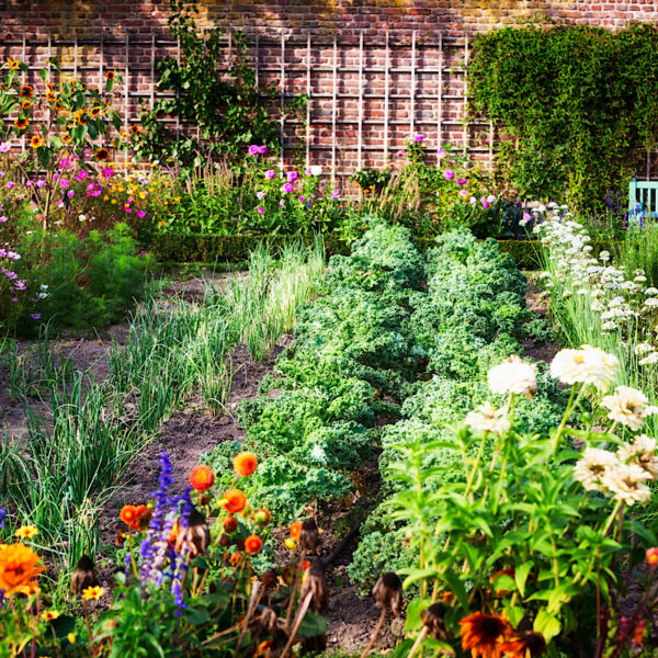 Vegetable garden design that includes nectar flowers.