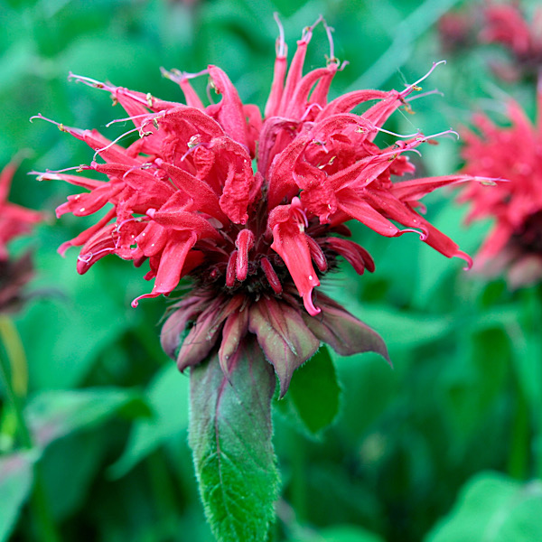 Bee balm flower for Spring pollination.
