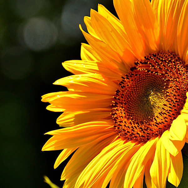 Sunflower to be added to garden as Summer pollinator.