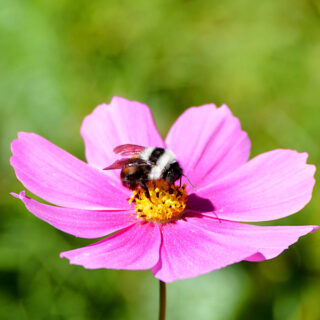 Bee pollinating a pink cosmos flower