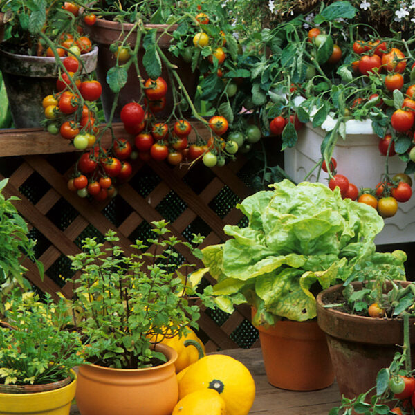 Balcony garden of containers filled with Italian varieties of herbs and veggies.