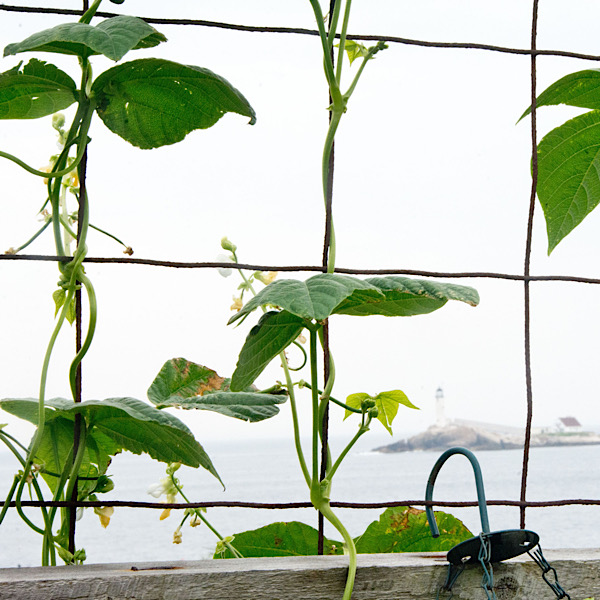 Beans growing on a wire grid trellis.