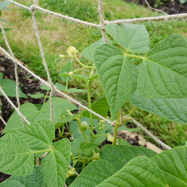 Beans growing on a string trellis.