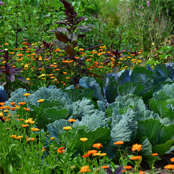 Vegetable garden with orange and purple flowers interspersed.