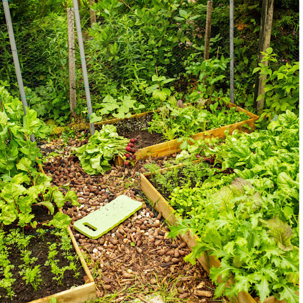 Vegetable garden with wood chip path and raised beds.