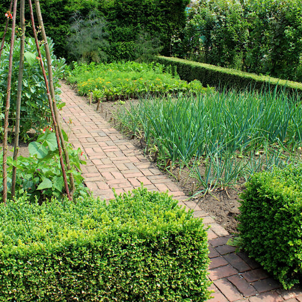 Vegetable garden with brick path and sculpted boxwood.