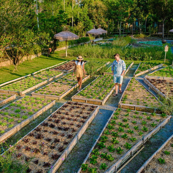 People waling along paths of a raised bed vegetable garden
