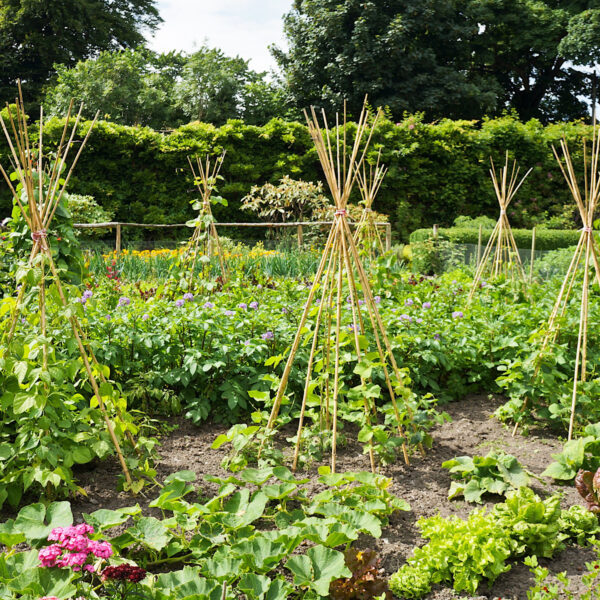 Rustic vegetable garden with bean tee pees.