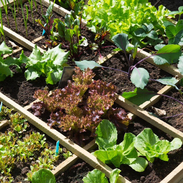 Example of greens growing in a square foot garden area.