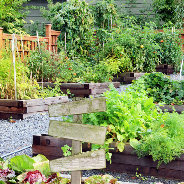 Raised bed vegetable garden with gravel paths.
