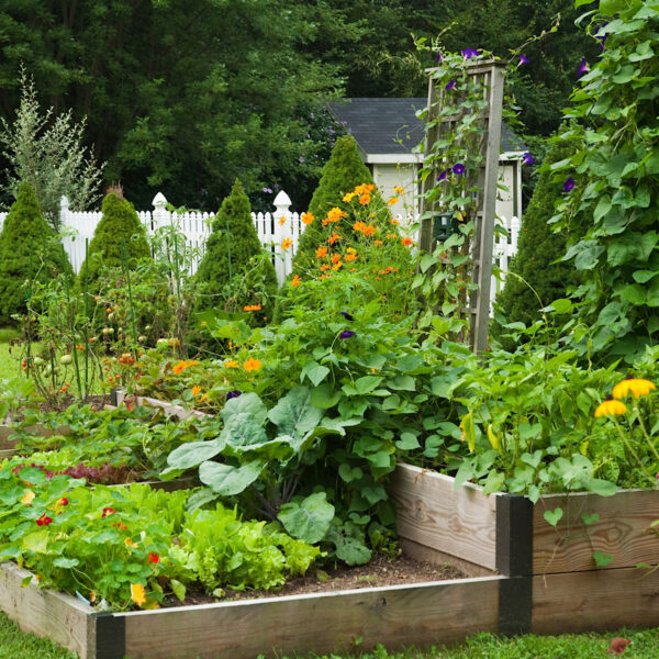 Backyard vegetable garden with trellis and flowers.